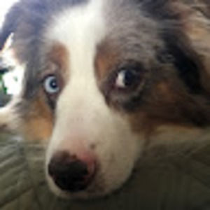 Meet your Posher, Paul